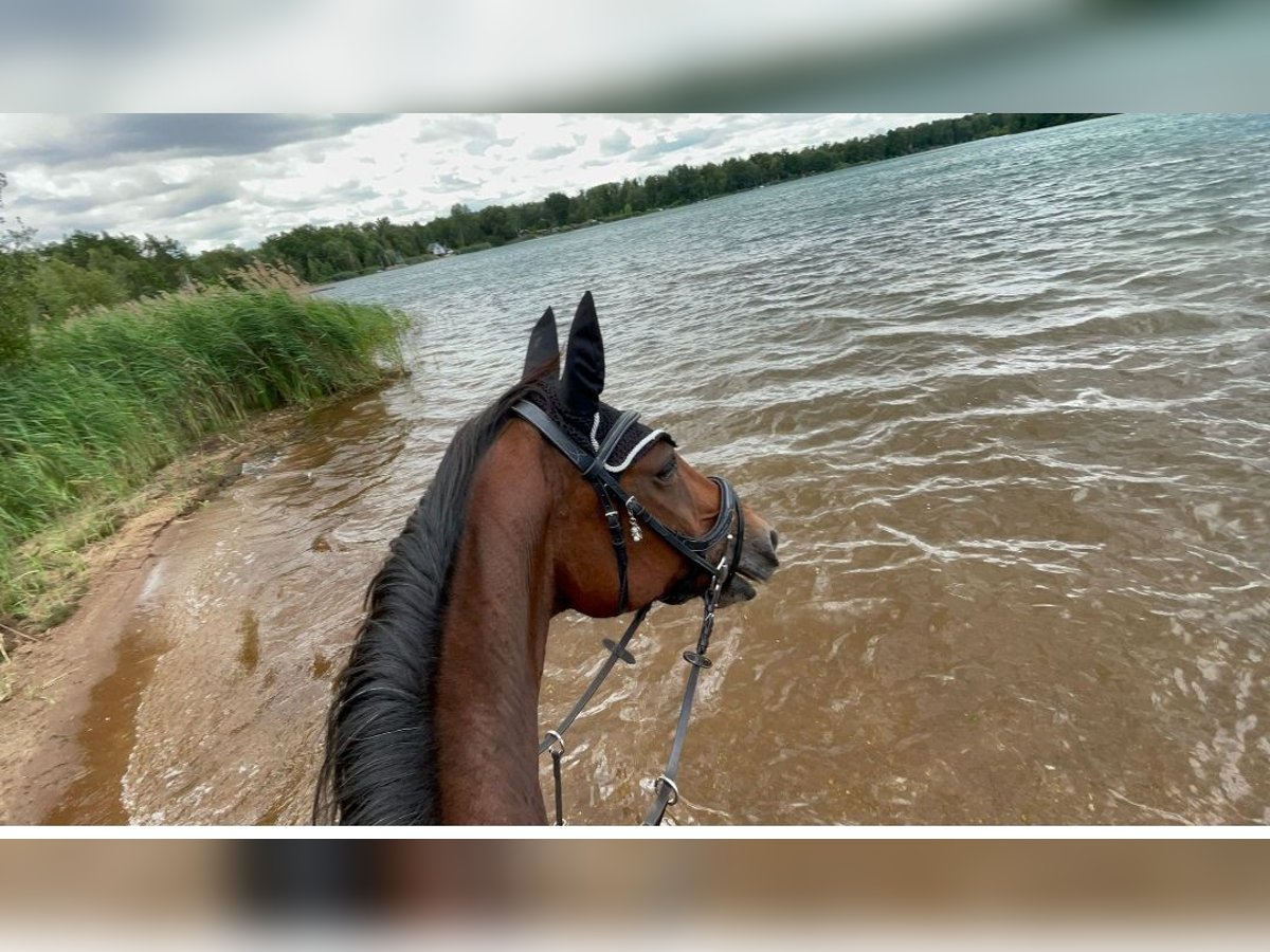 Cheval de selle allemand Jument 22 Ans 165 cm Bai in Malschwitz