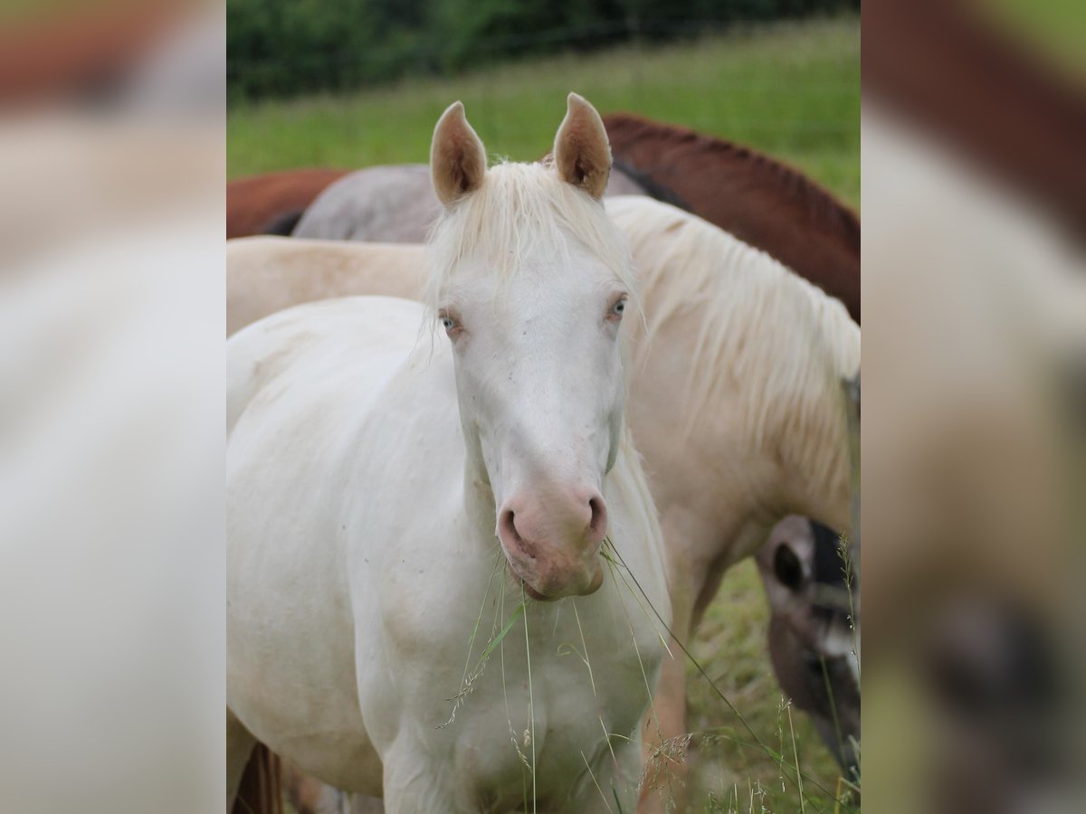 Cheval de selle allemand Jument 2 Ans 156 cm Cremello in Heistenbach