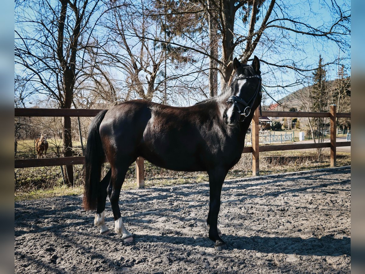 Cheval de selle allemand Jument 3 Ans 140 cm Noir in Stadtilm