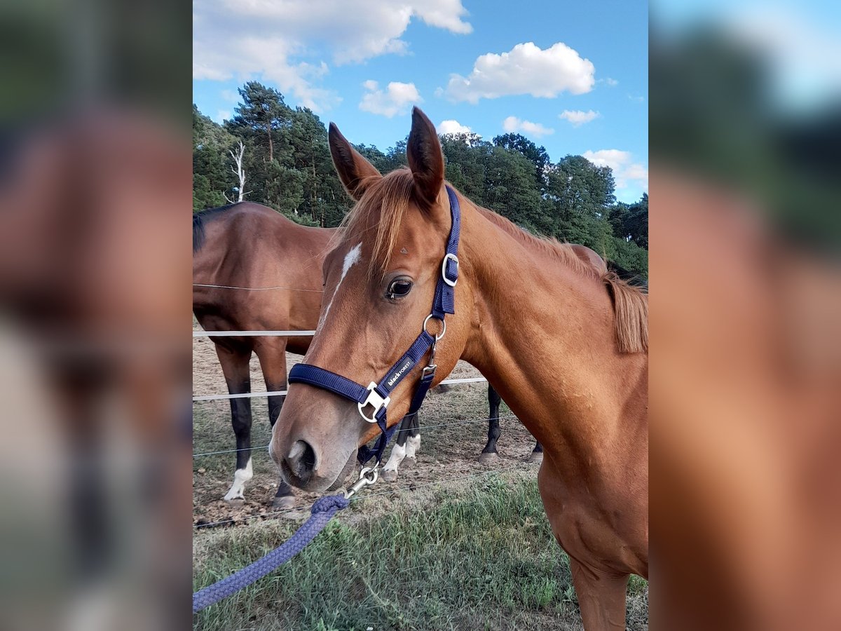 Cheval de selle allemand Jument 3 Ans 155 cm Alezan in Herzberg