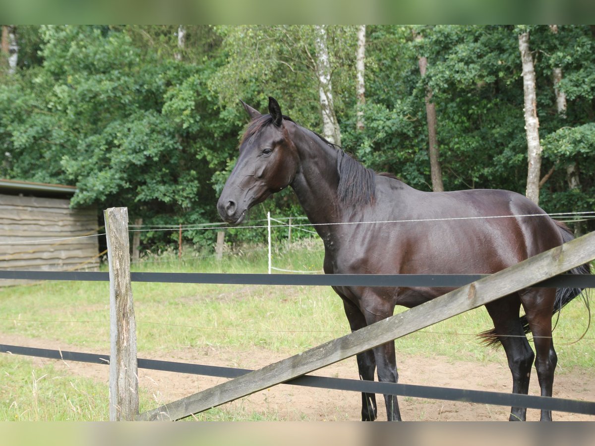 Cheval de selle allemand Jument 4 Ans 170 cm Bai brun foncé in Winsen (Aller)