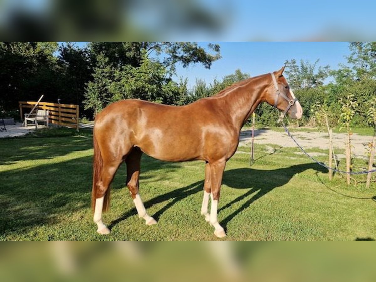 Cheval de selle allemand Jument 4 Ans Alezan in Wangen im Allgäu