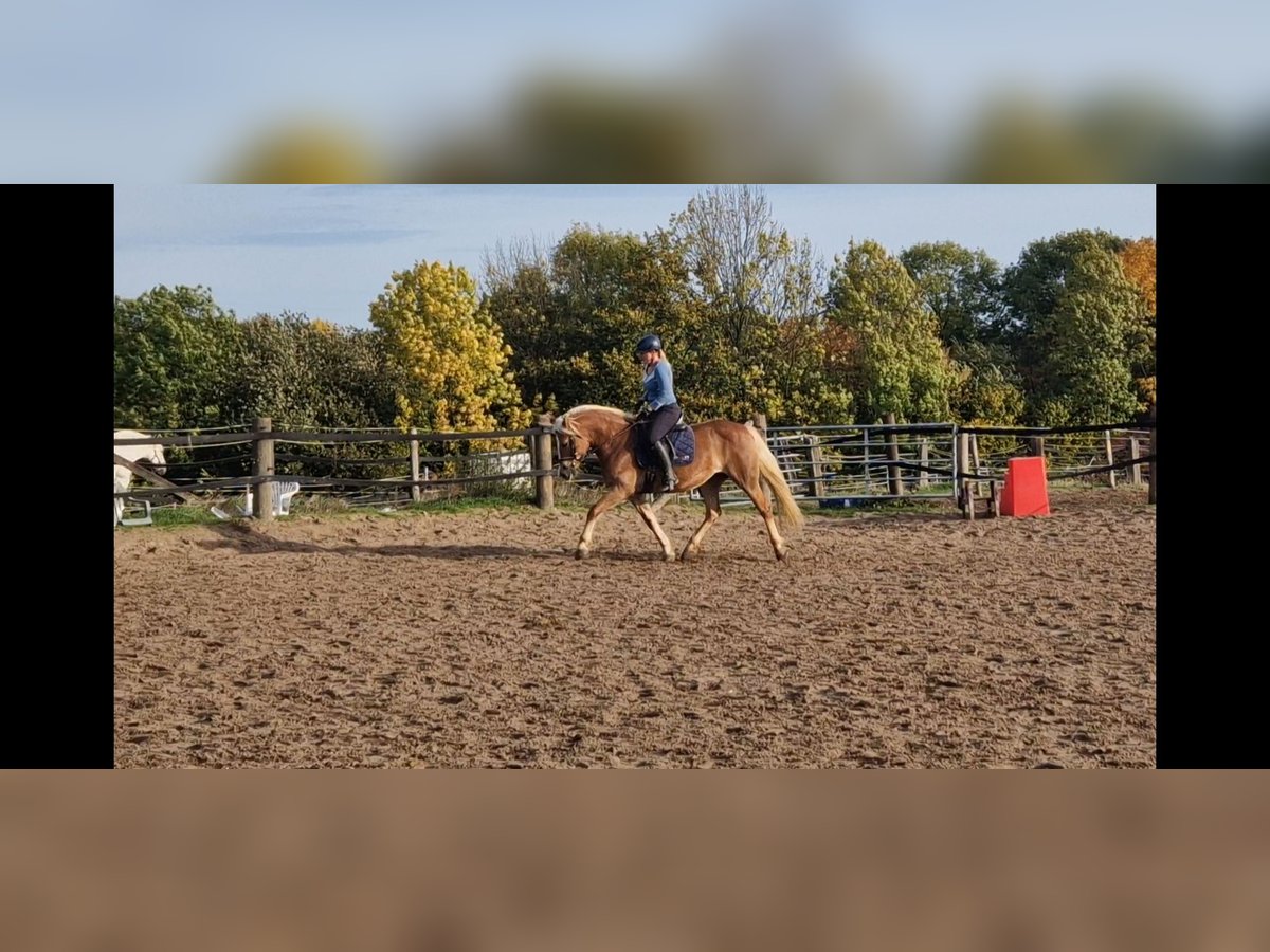 Cheval de selle allemand Jument 5 Ans in Mülheim an der Ruhr