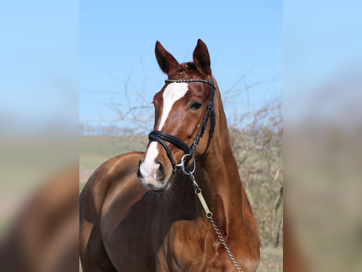 Cheval de selle allemand Jument 6 Ans 166 cm Alezan in Königheim