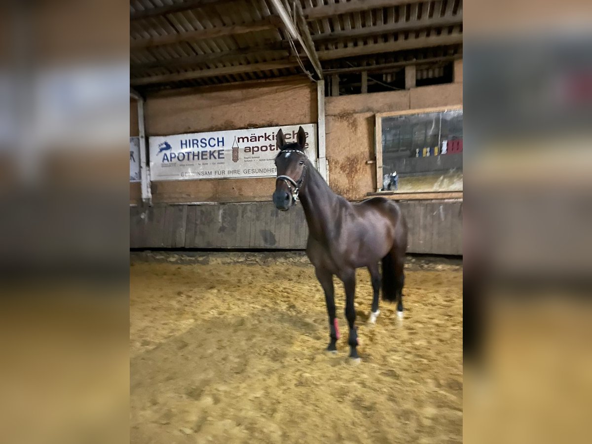 Cheval de selle allemand Jument 6 Ans 170 cm Bai brun in Schwelm