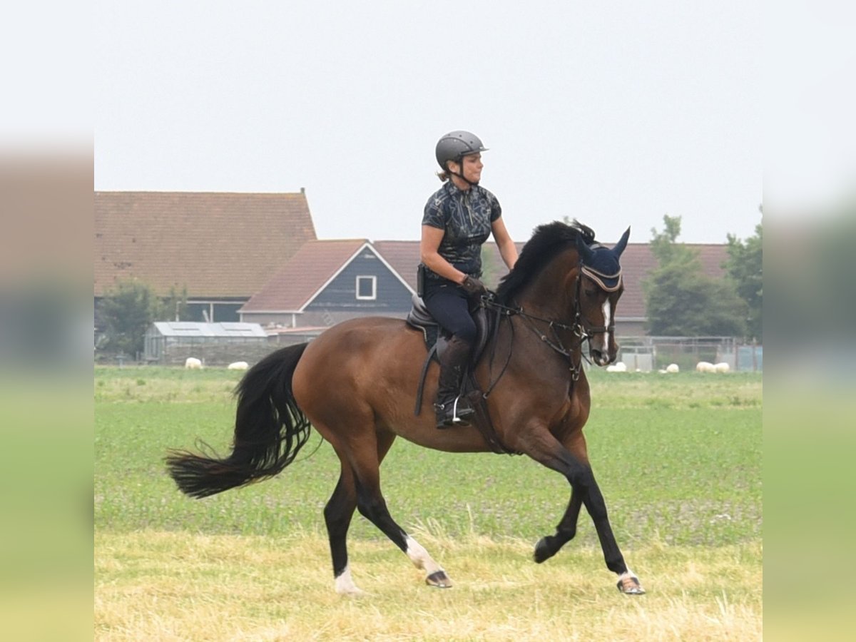 Cheval de selle allemand Jument 7 Ans 165 cm Bai in Neustadt (Wied)