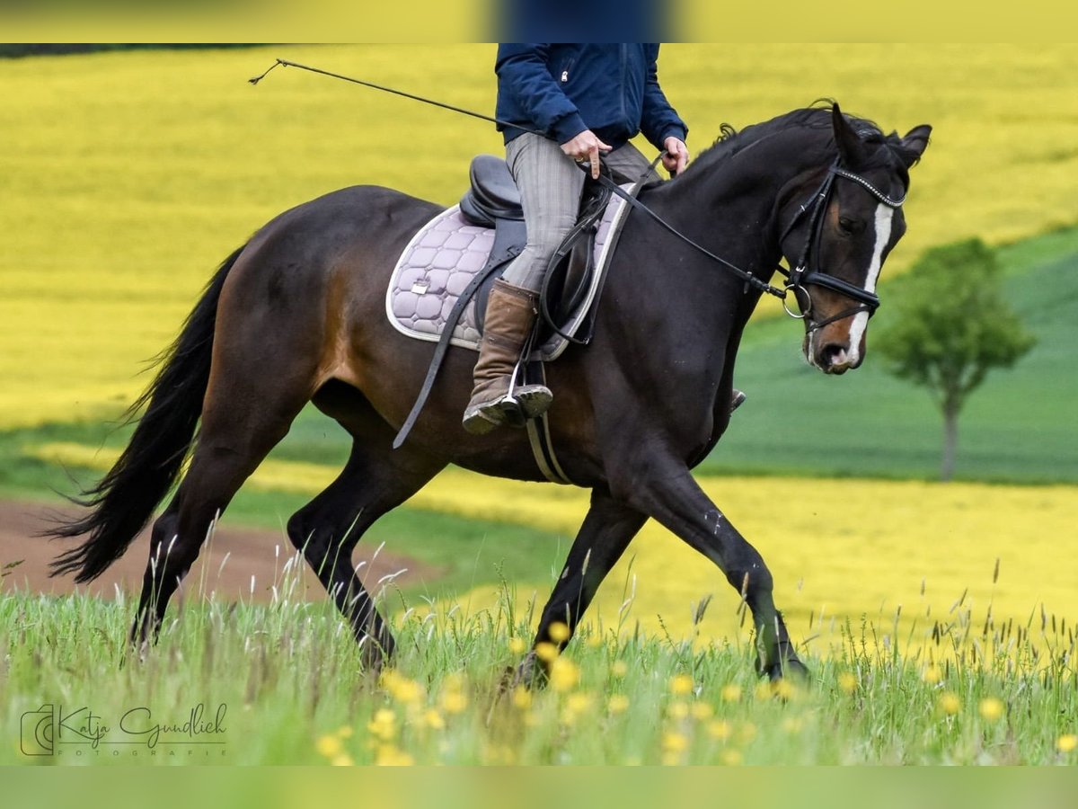 Cheval de selle allemand Jument 8 Ans 164 cm Bai brun in Göttingen