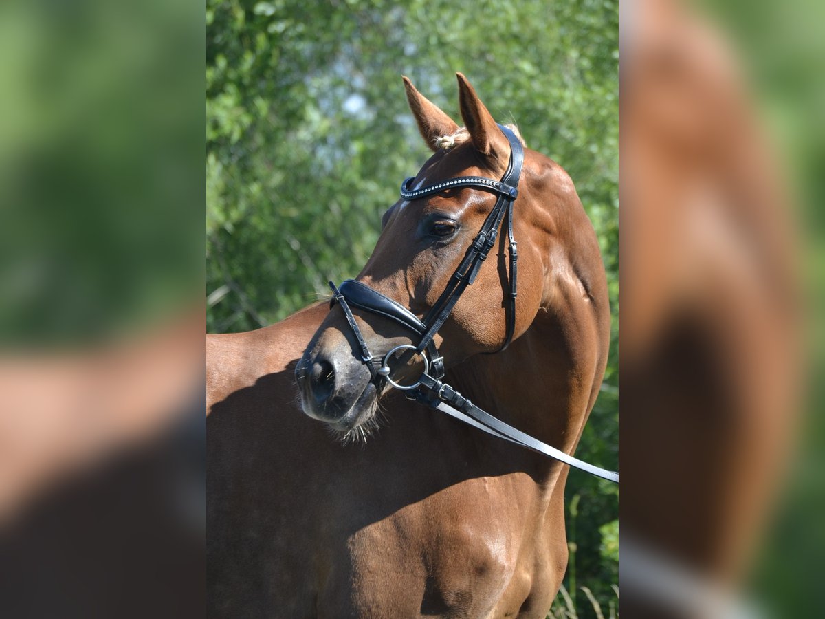 Cheval de selle allemand Jument 9 Ans 161 cm Alezan brûlé in Feldkirchen-Westerham