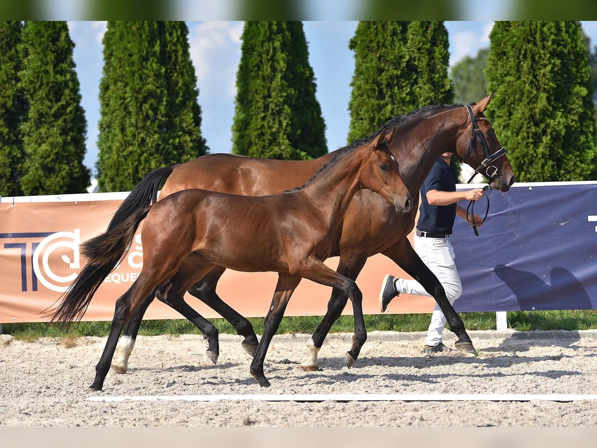 Cheval de selle allemand Jument 9 Ans 167 cm Bai in Tągowie