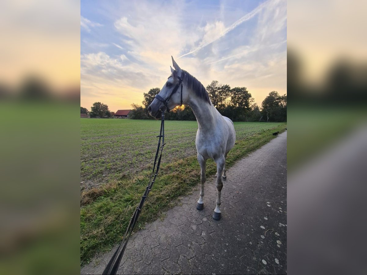 Cheval de selle allemand Jument 9 Ans 168 cm Gris pommelé in Isenbüttel Cheval de selle allemand Jument 9 Ans 168 cm Gris pommelé in Isenbüttel