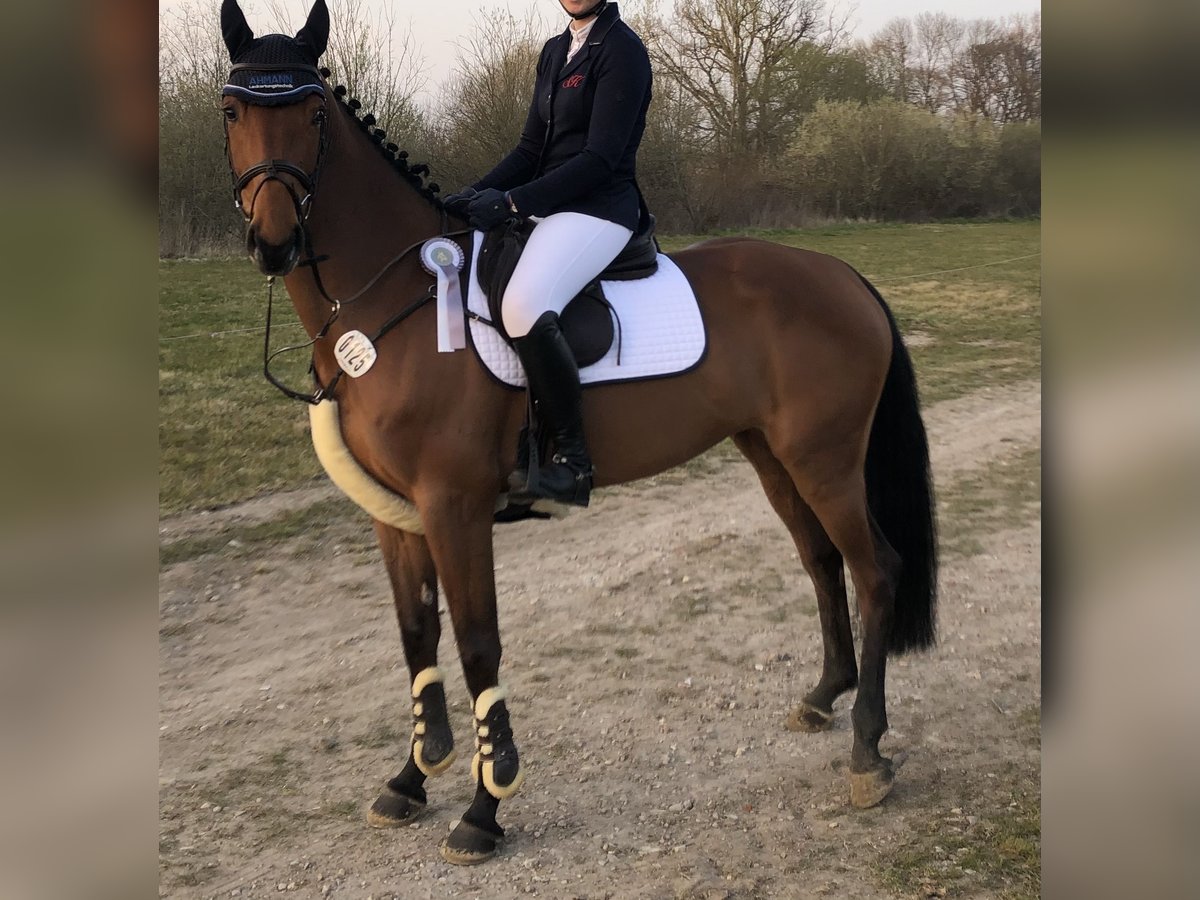 Cheval de selle allemand Jument 9 Ans Bai in Altenberge