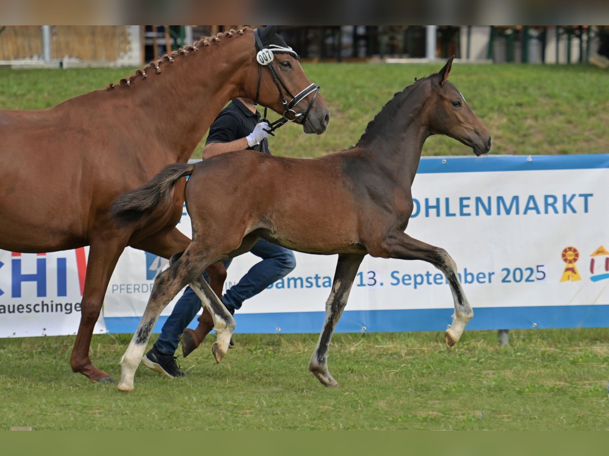 Cheval de selle allemand Jument Poulain (04/2025) Bai brun foncé in Bad Wurzach