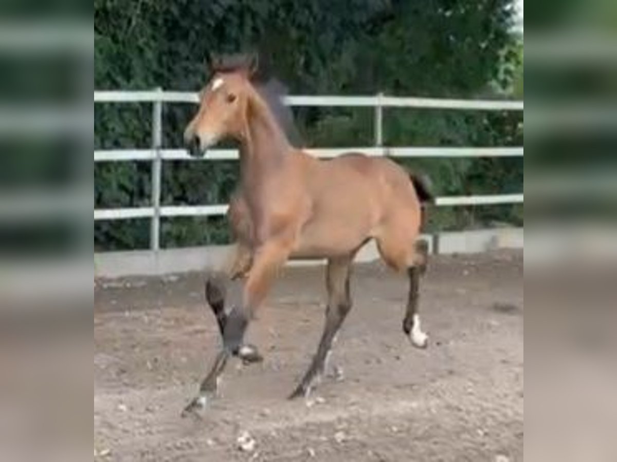 Cheval de selle allemand Jument Poulain (03/2025) in Viersen