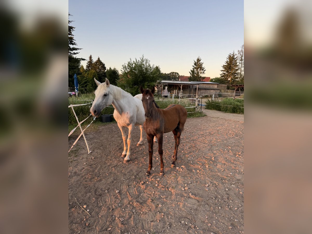 Cheval de selle allemand Jument Poulain (04/2025) Gris in L&#xF6;wenberger Land