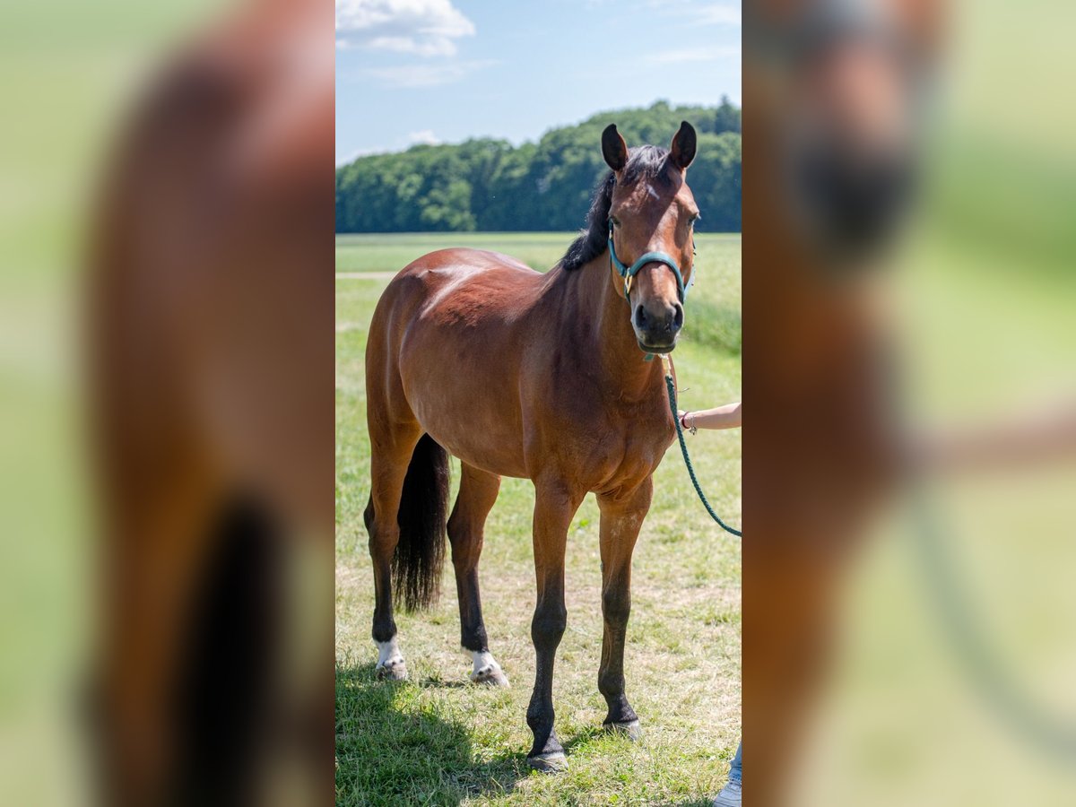Cheval de selle russe Jument 7 Ans 168 cm Bai in StammhamMarktl