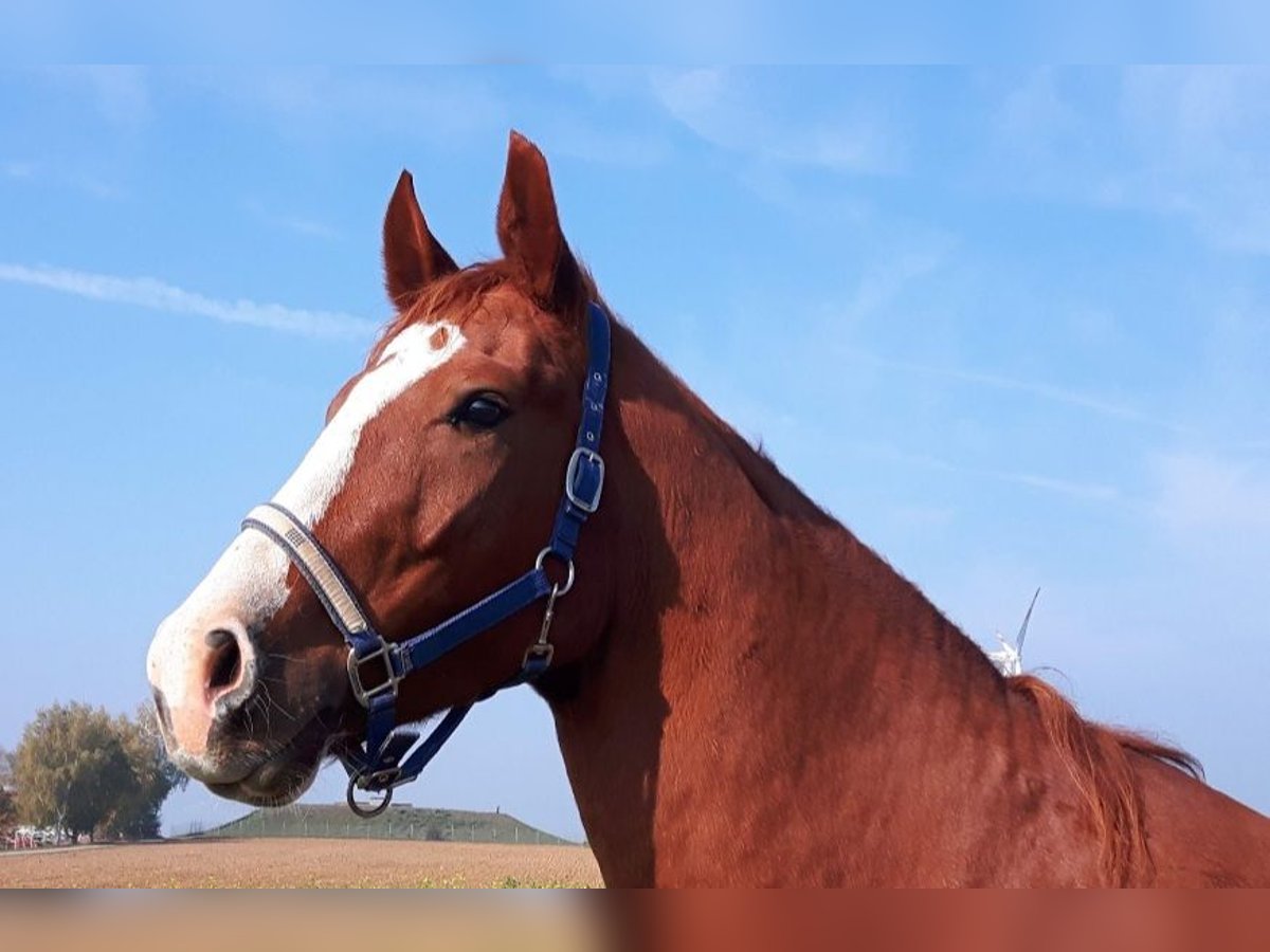 Cheval de sport allemand Étalon 10 Ans 180 cm Alezan in Fluorn-Winzeln