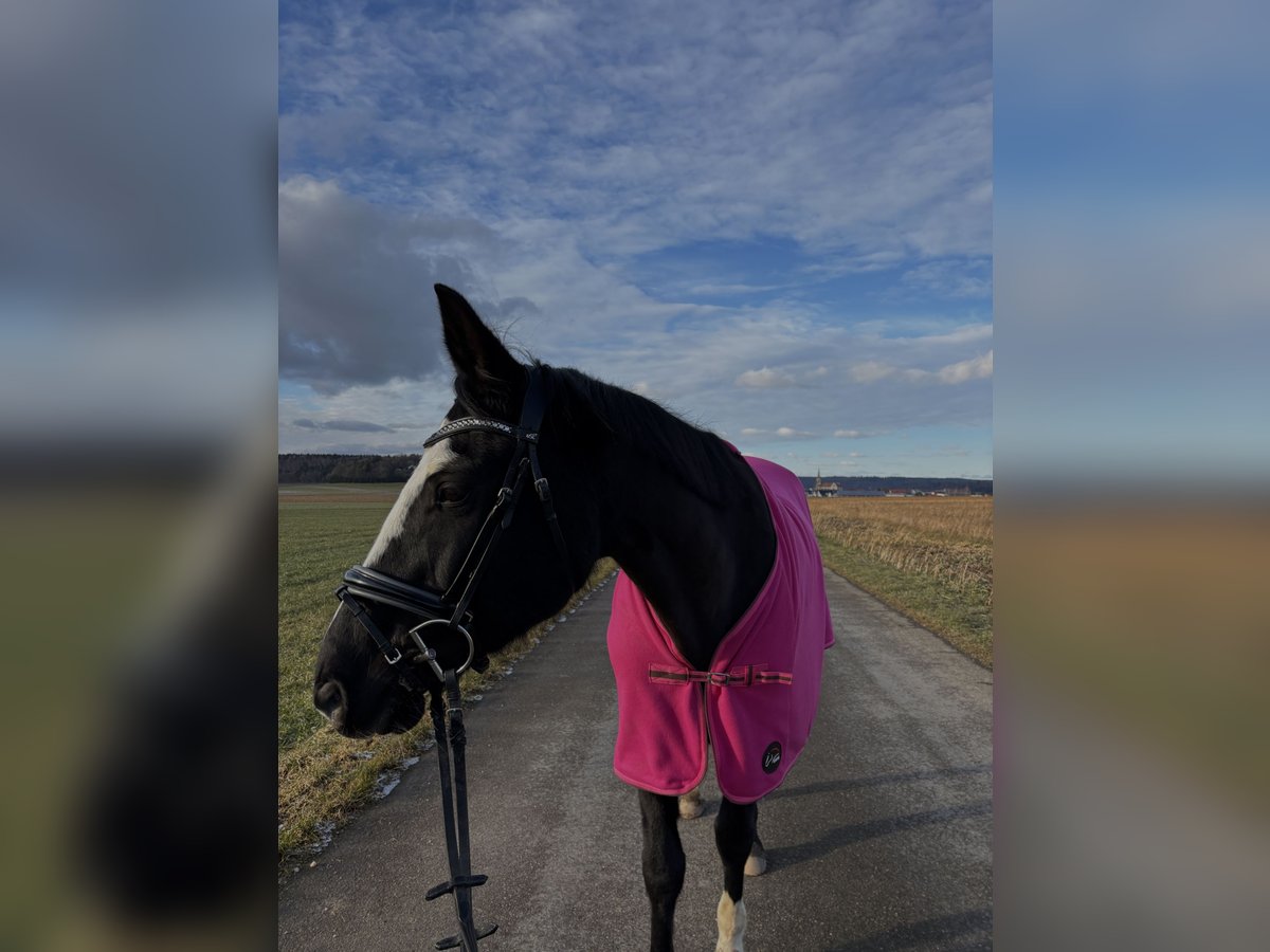 Cheval de sport allemand Étalon 16 Ans 165 cm Noir in Albstadt