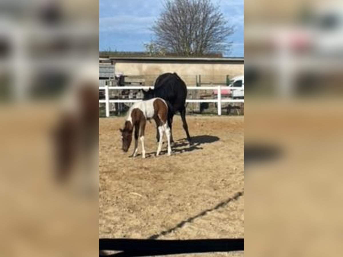 Cheval de sport allemand Étalon 1 Année 110 cm Pinto in Rötha