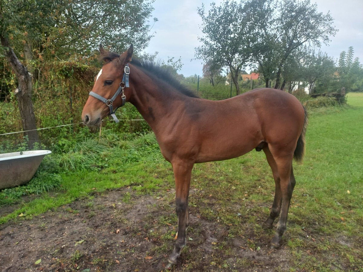 Cheval de sport allemand Étalon 1 Année 140 cm Bai in Kemberg