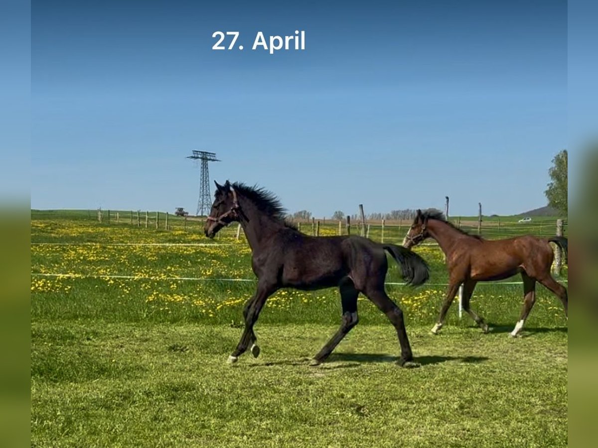 Cheval de sport allemand Étalon 1 Année 154 cm Bai brun in ZittauOberseifersdorf