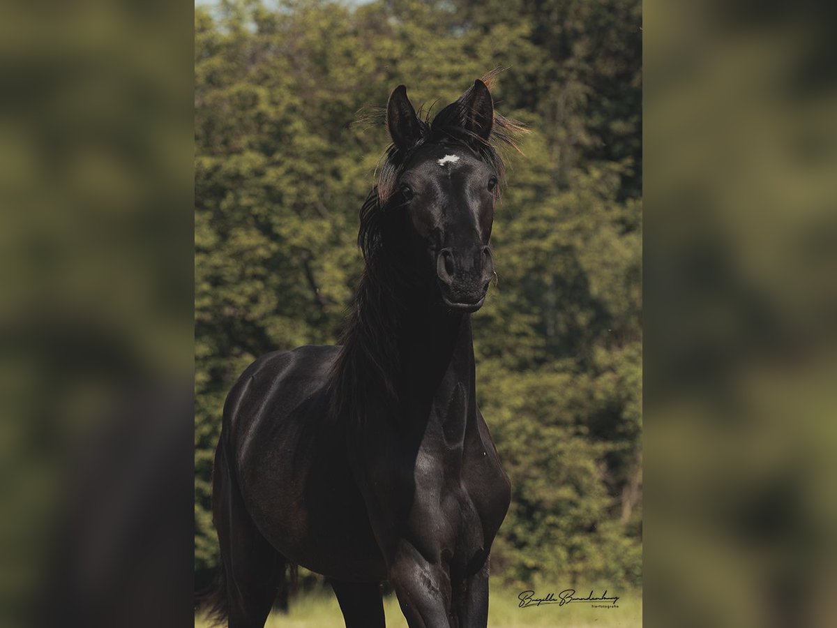 Cheval de sport allemand Étalon 1 Année 157 cm Bai brun foncé in Brodenbach