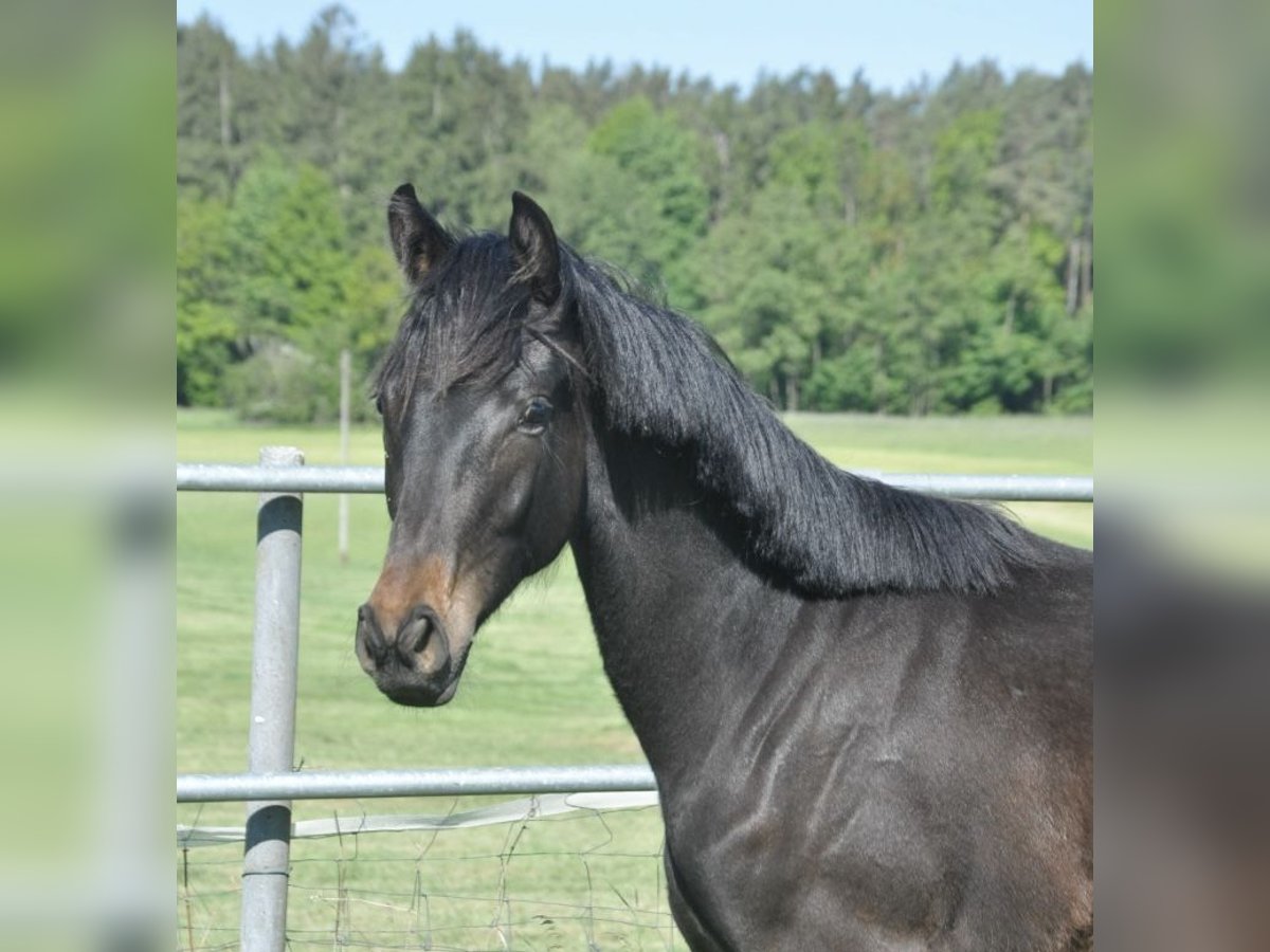 Cheval de sport allemand Étalon 1 Année 170 cm Bai brun foncé in Eckersdorf