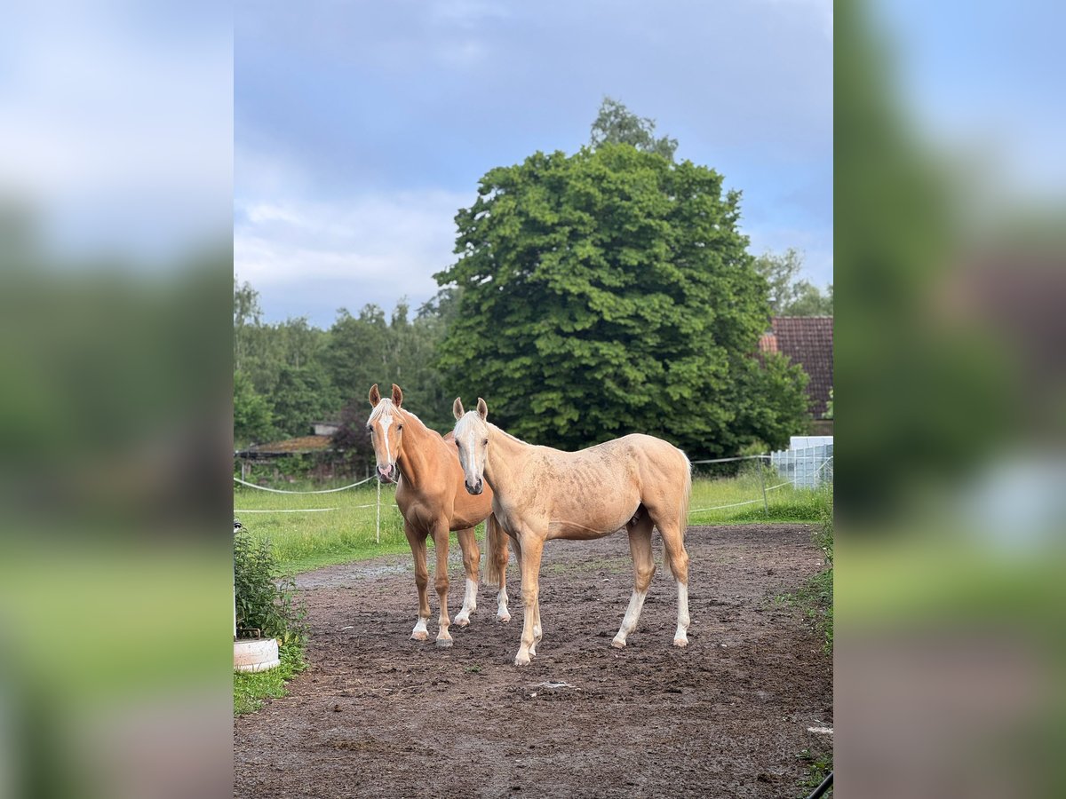 Cheval de sport allemand Étalon 1 Année 170 cm Palomino in Wei&#xDF;enhornWei&#xDF;enhorn