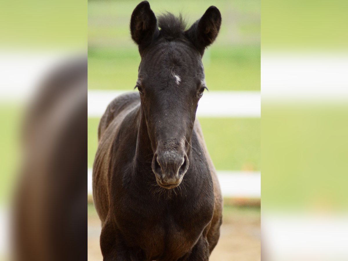 Cheval de sport allemand Étalon 1 Année 170 cm Peut devenir gris in Wolfsegg