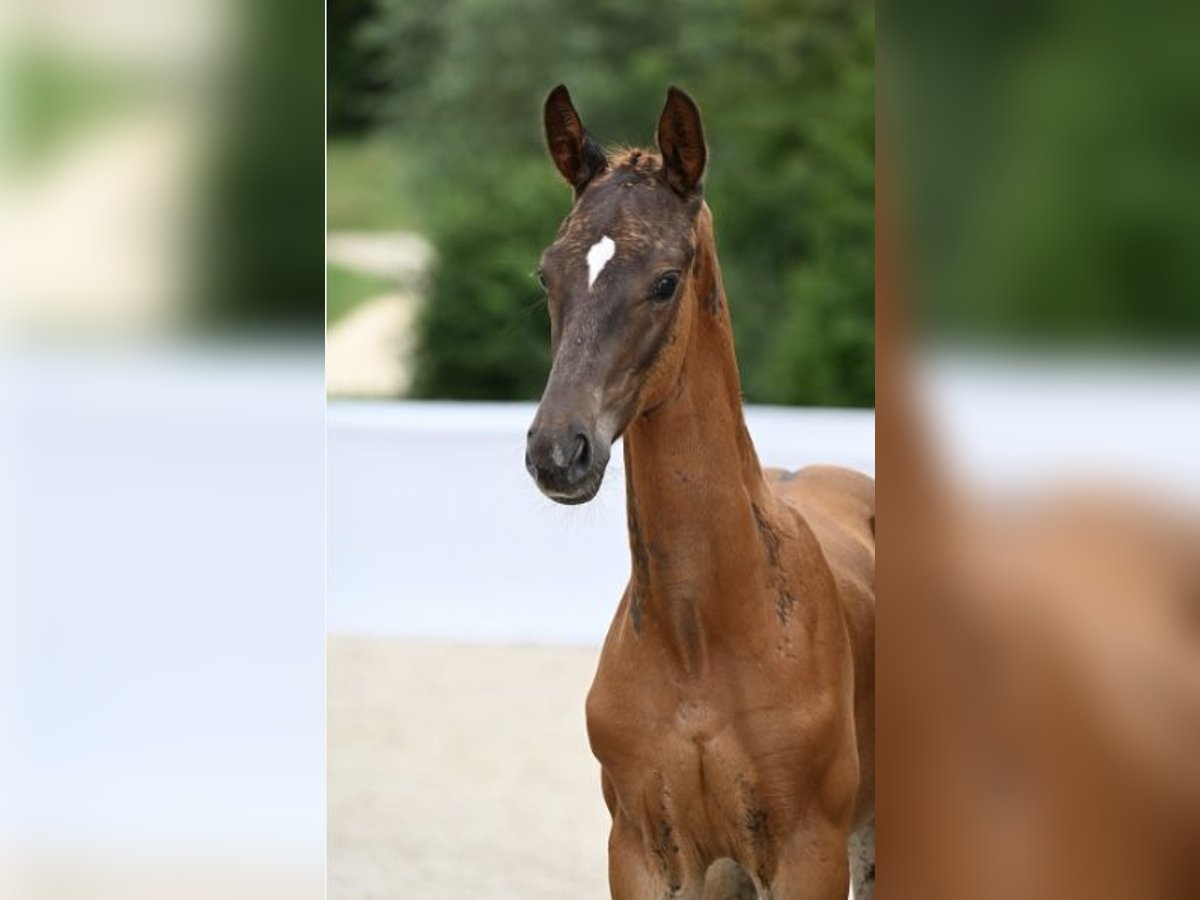 Cheval de sport allemand Étalon 1 Année Alezan brûlé in Rottweil