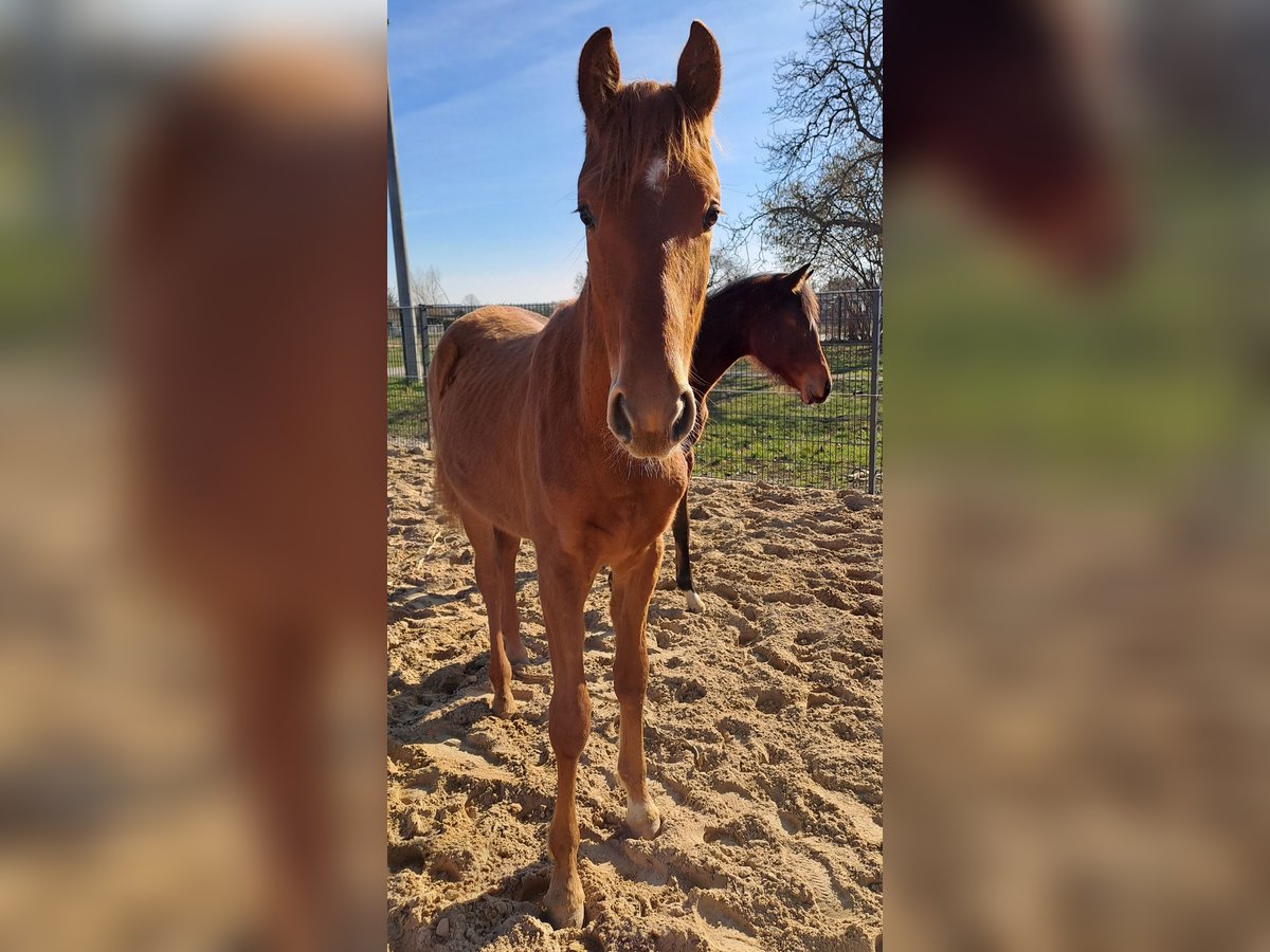 Cheval de sport allemand Étalon 1 Année Alezan in Tangerm&#xFC;nde