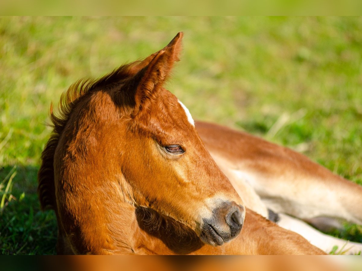 Cheval de sport allemand Étalon 1 Année Alezan in Wörth an der Donau