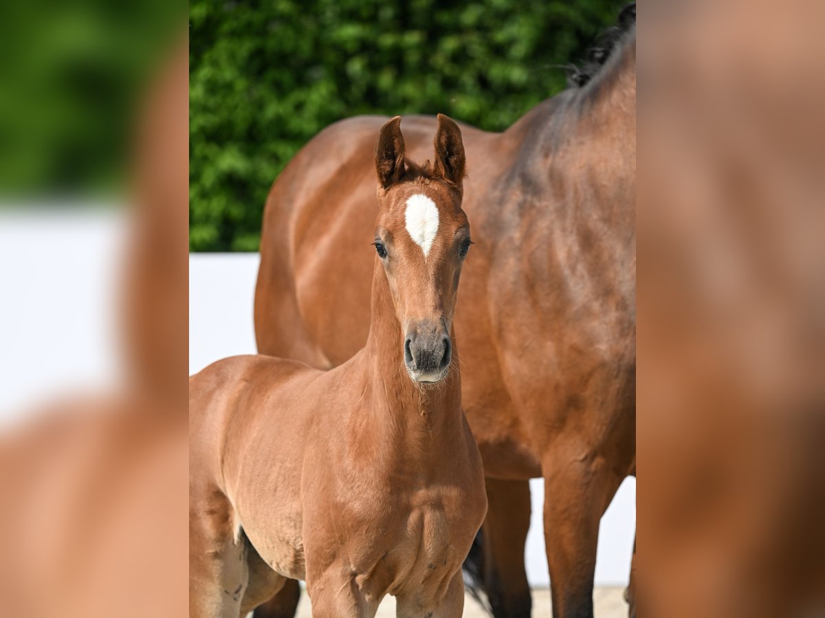 Cheval de sport allemand Étalon 1 Année Alezan in Römerstein