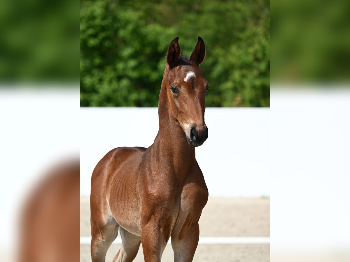 Cheval de sport allemand Étalon 1 Année Bai in Römerstein