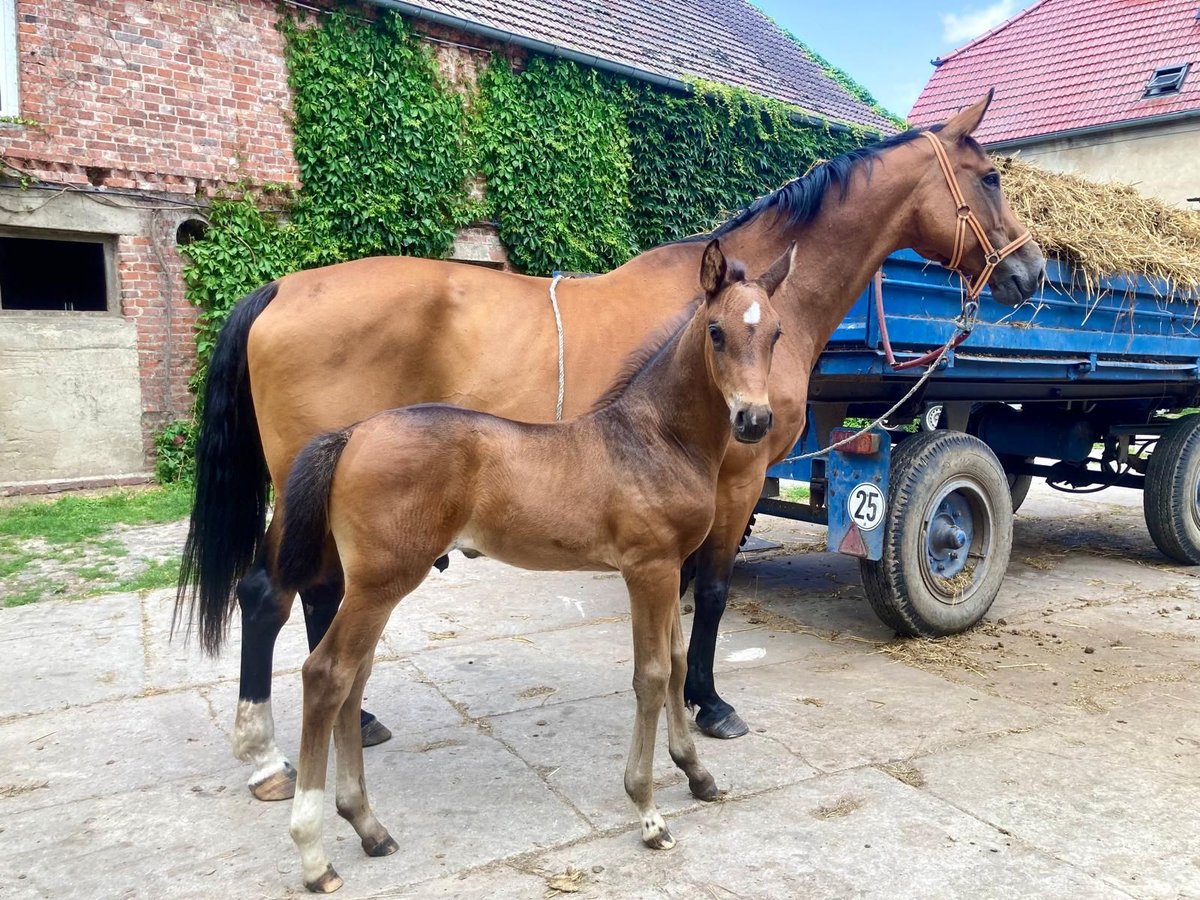 Cheval de sport allemand Étalon 1 Année Bai in Rhinow