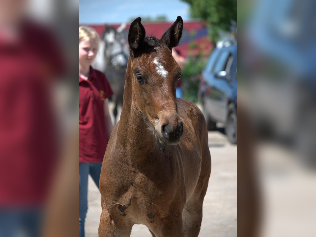 Cheval de sport allemand Étalon 1 Année Bai in Rhinow