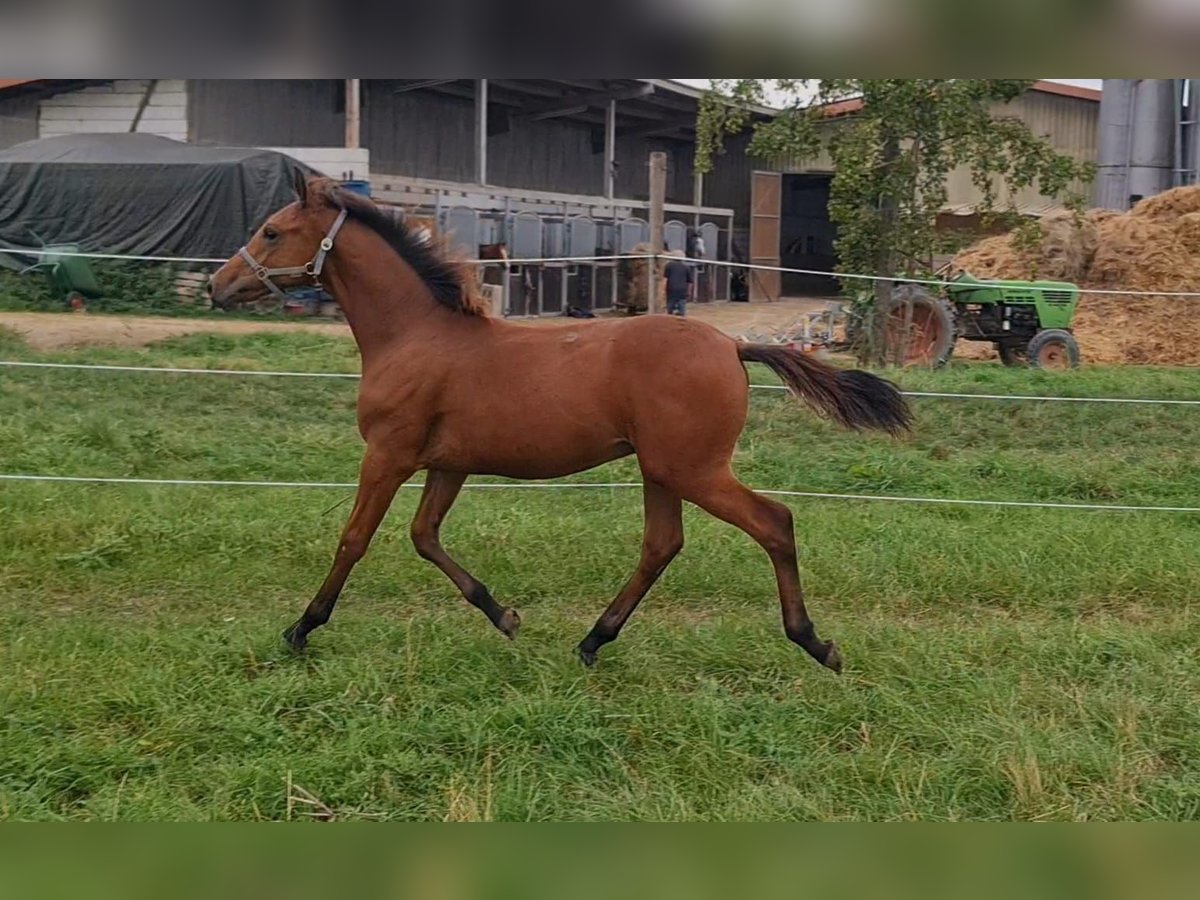 Cheval de sport allemand Étalon 1 Année Bai in Worms