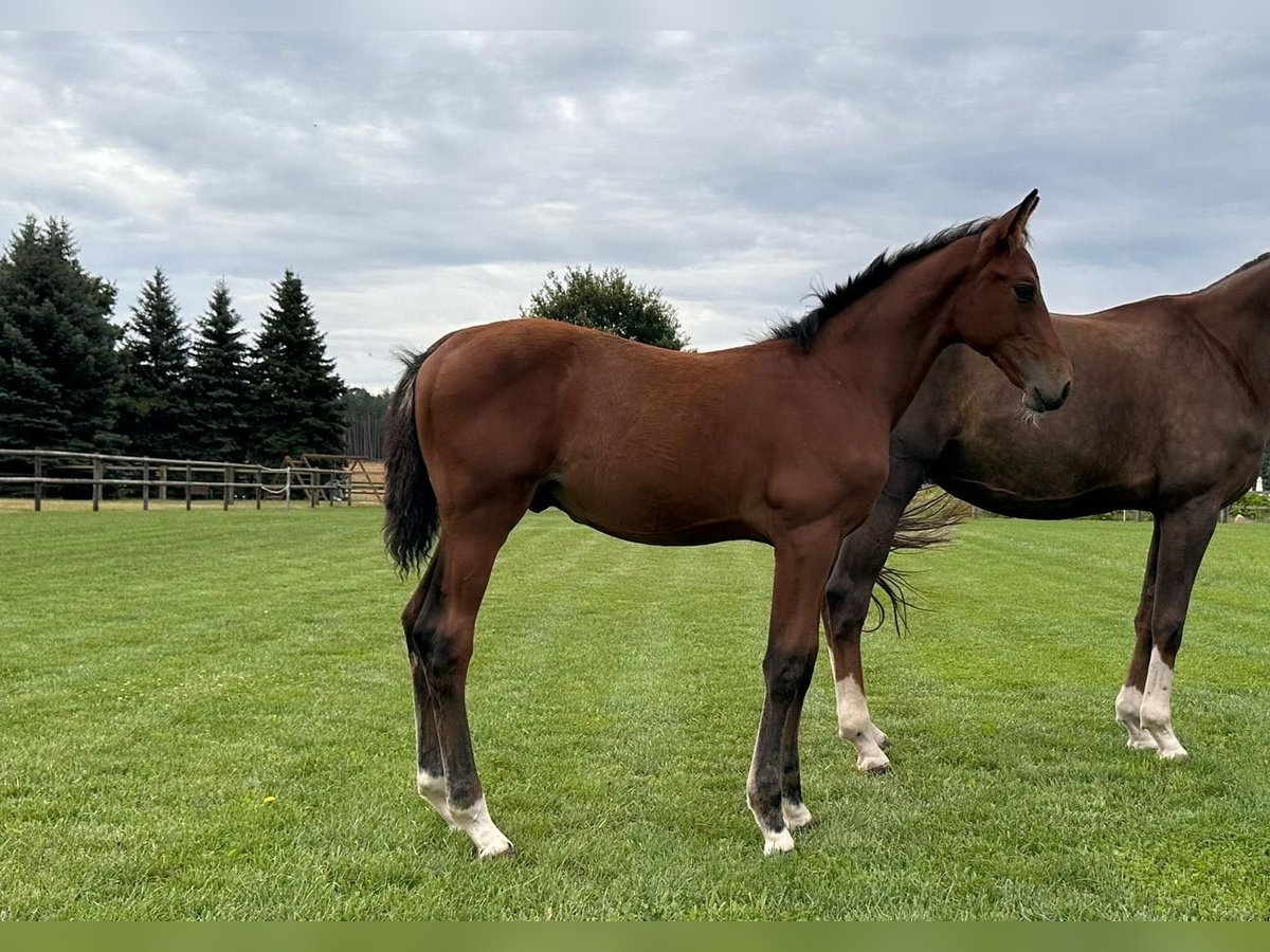 Cheval de sport allemand Étalon 1 Année Bai in Niemegk