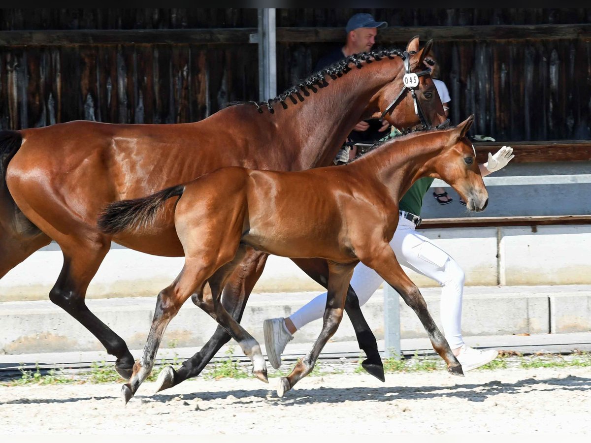 Cheval de sport allemand Étalon 1 Année in Königsmoos