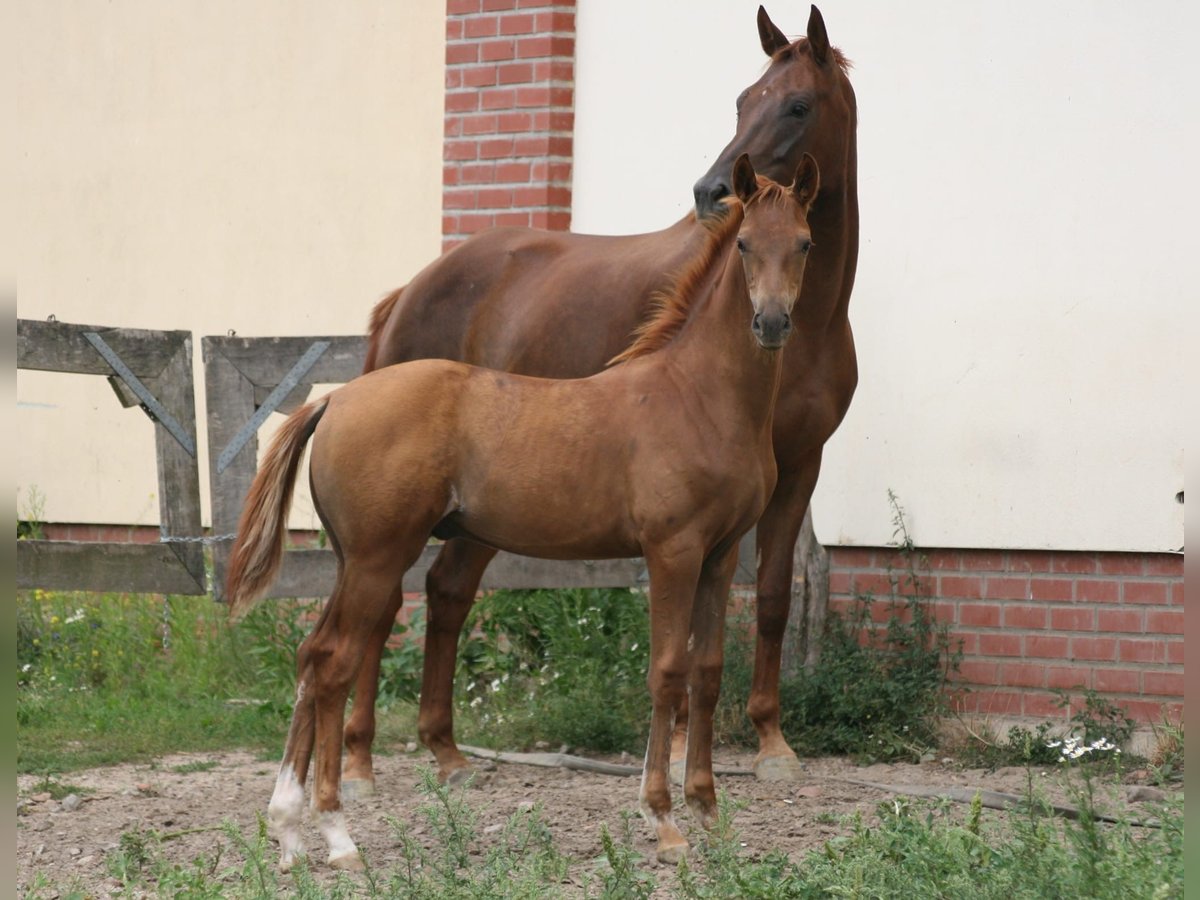 Cheval de sport allemand Étalon 1 Année in Müncheberg