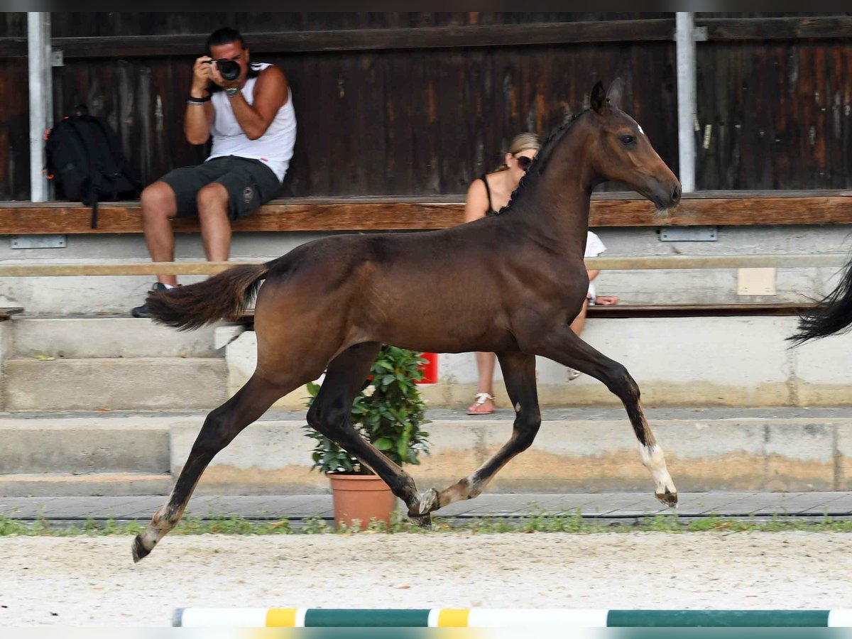 Cheval de sport allemand Étalon 1 Année in Nördlingen