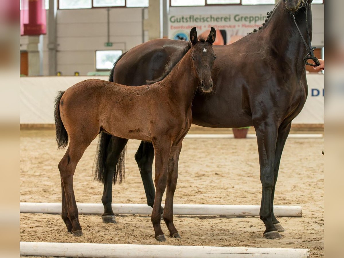 Cheval de sport allemand Étalon 1 Année Noir in Leuna