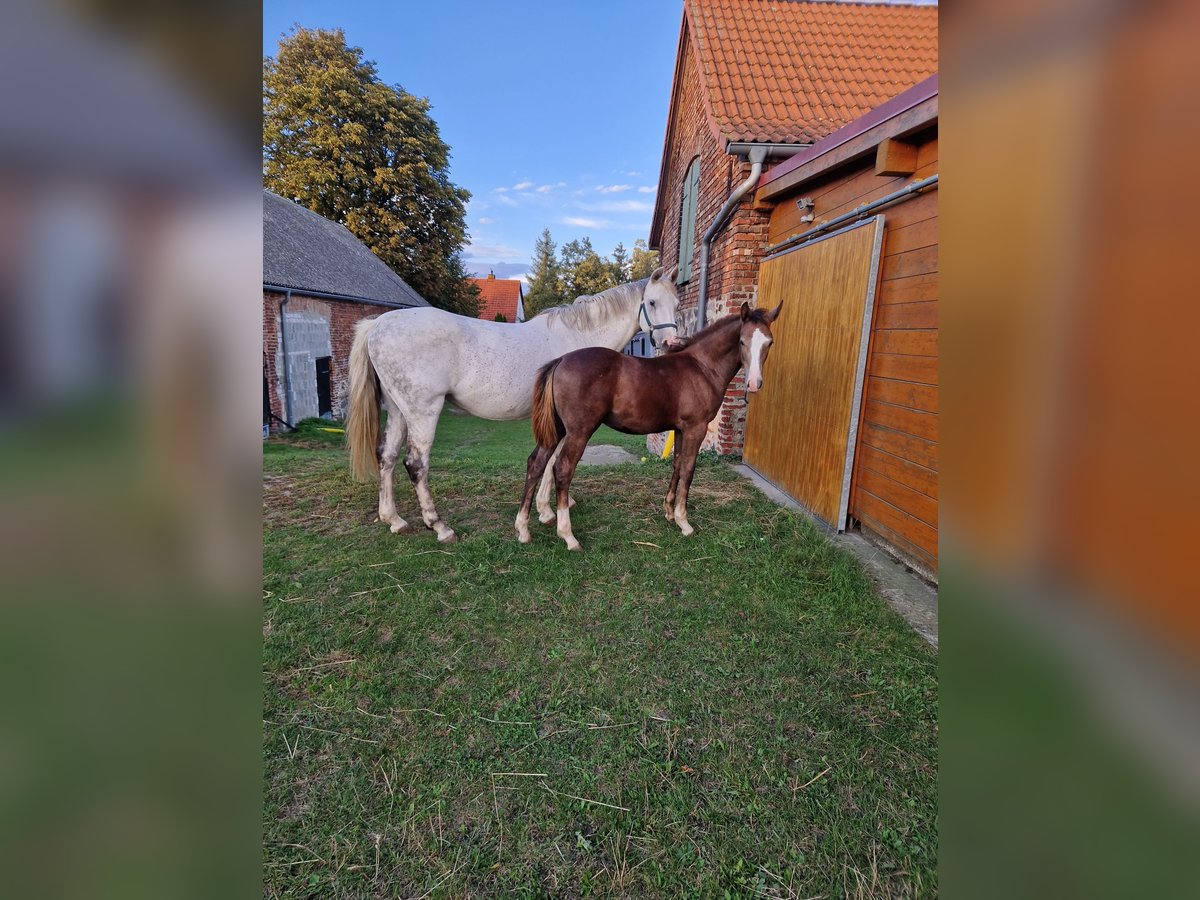 Cheval de sport allemand Étalon 1 Année Peut devenir gris in Märkische Höhe