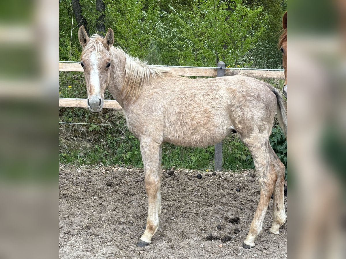 Cheval de sport allemand Étalon 1 Année Peut devenir gris in Mollnitz