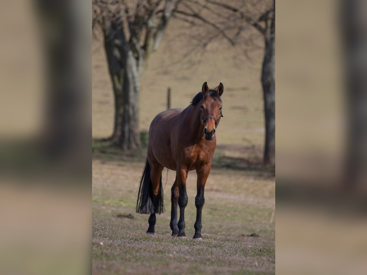 Cheval de sport allemand Étalon 20 Ans 168 cm Bai in Müncheberg