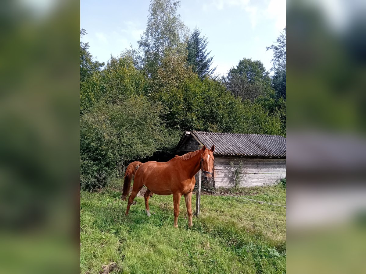 Cheval de sport allemand Étalon 20 Ans Alezan in Marxell Schielberg