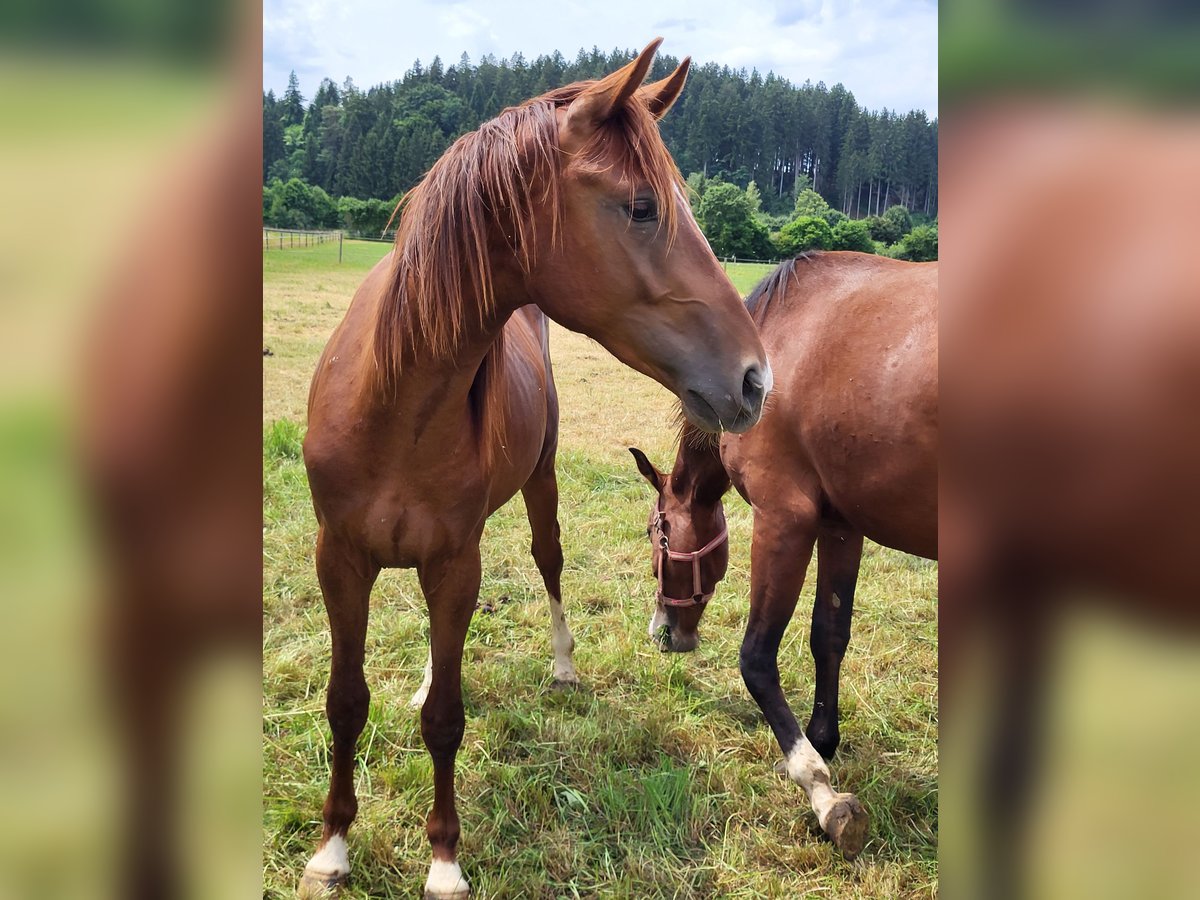 Cheval de sport allemand Étalon 2 Ans 160 cm Alezan brûlé in Olching