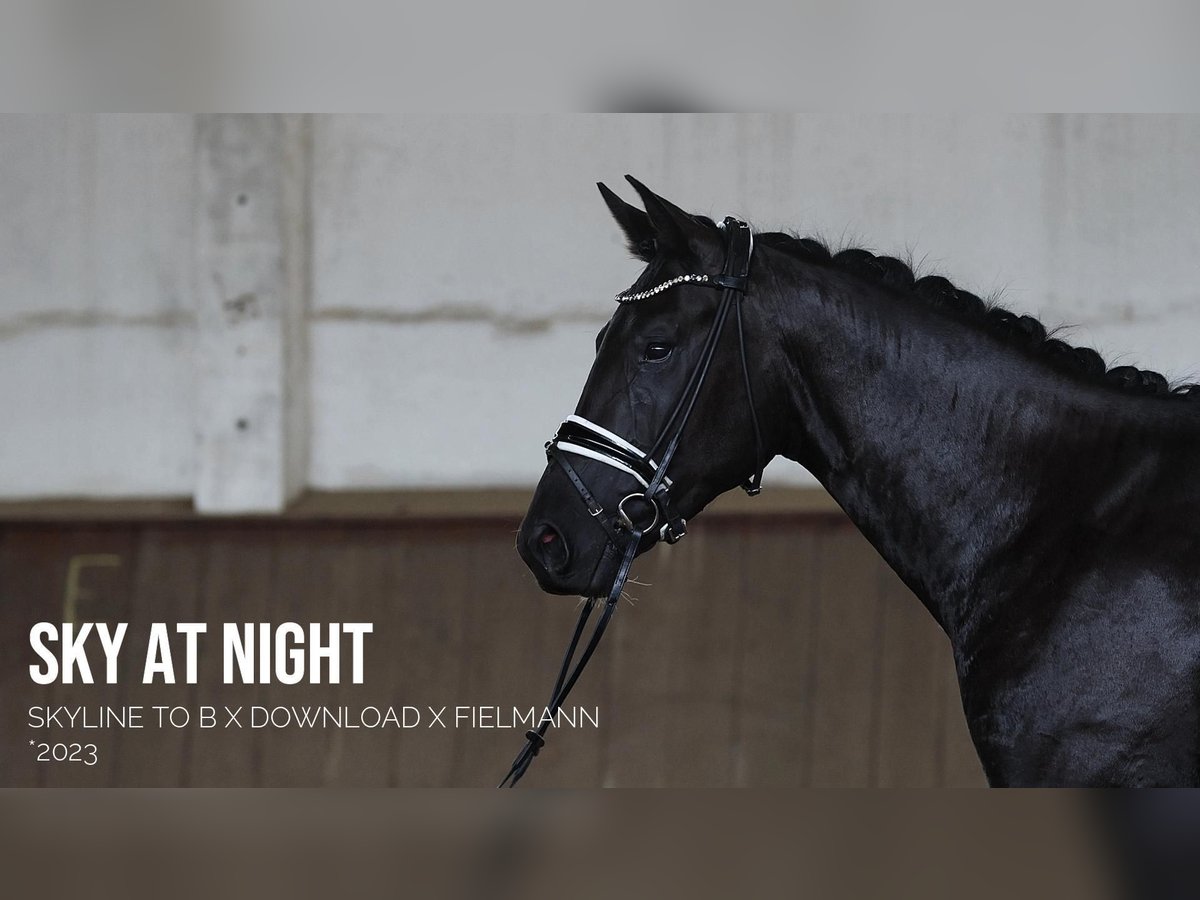 Cheval de sport allemand Étalon 2 Ans 163 cm in Sieversdorf-Hohenofen