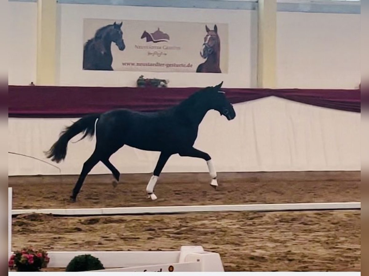 Cheval de sport allemand Étalon 2 Ans 163 cm Noir in Ladeburg