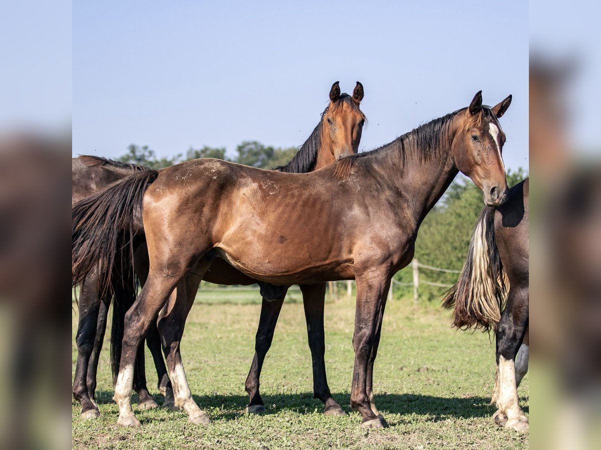 Cheval de sport allemand Étalon 2 Ans 165 cm Bai brun in Kraiburg am Inn