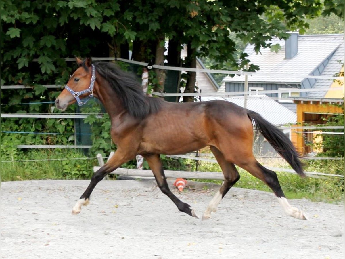 Cheval de sport allemand Étalon 2 Ans 167 cm Bai brun in Naila